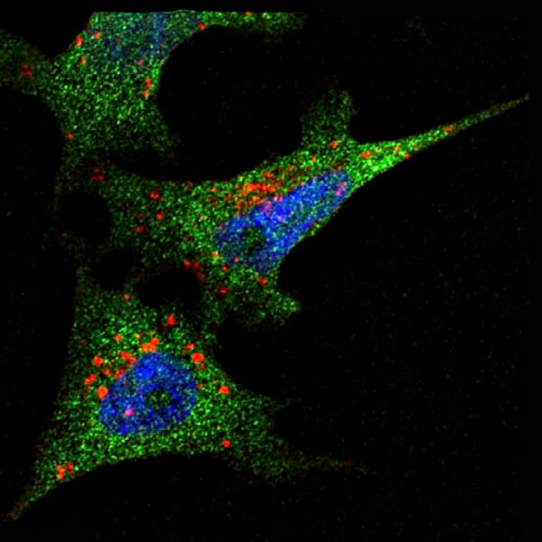 Immunofluorescent image of cultured chick embryo neural crest cells labeled with DSHB antibody 32-5B6 against S-adenosylhomocysteine hydrolase (green). PMID: 24379414, Fig. 4F.